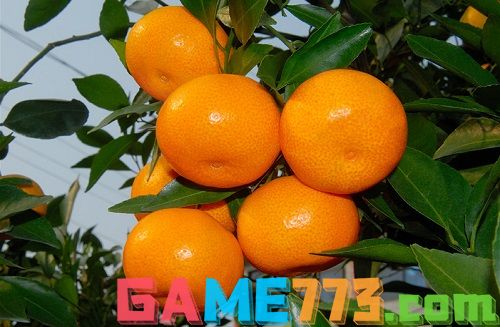 我国是世界柑橘发源地，其中黄岩蜜橘栽培起源于什么时期