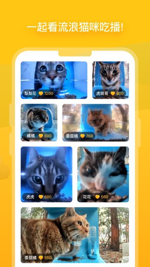哈啰街猫app截图2