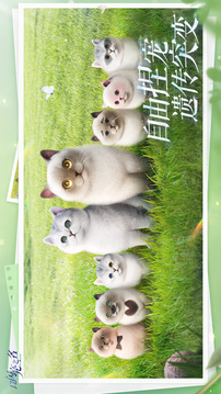 以闪亮之名全物品版截图3